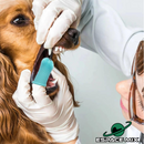Escova De Dentes De Silicone Para Pets