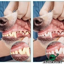 Escova De Dentes De Silicone Para Pets